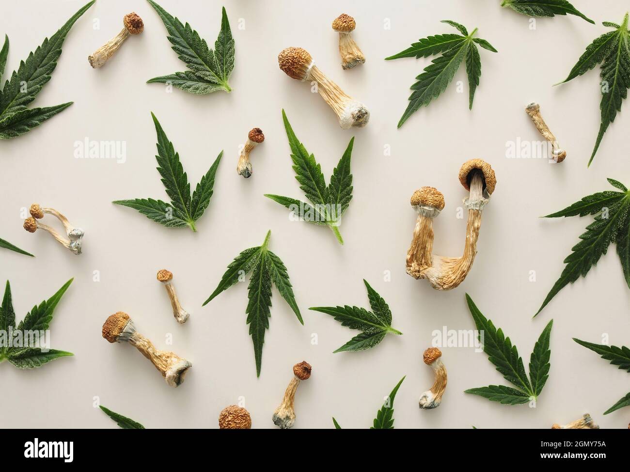 Concept de microdosage. Patron de champignons psilocybine et de feuilles de marijuana isolées sur fond blanc. Modèle psychédélique, concept de voyage magique. Banque D'Images