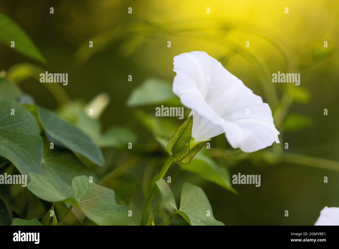 Fleurs de Calystegia sepium (hedge bindweed) Banque D'Images