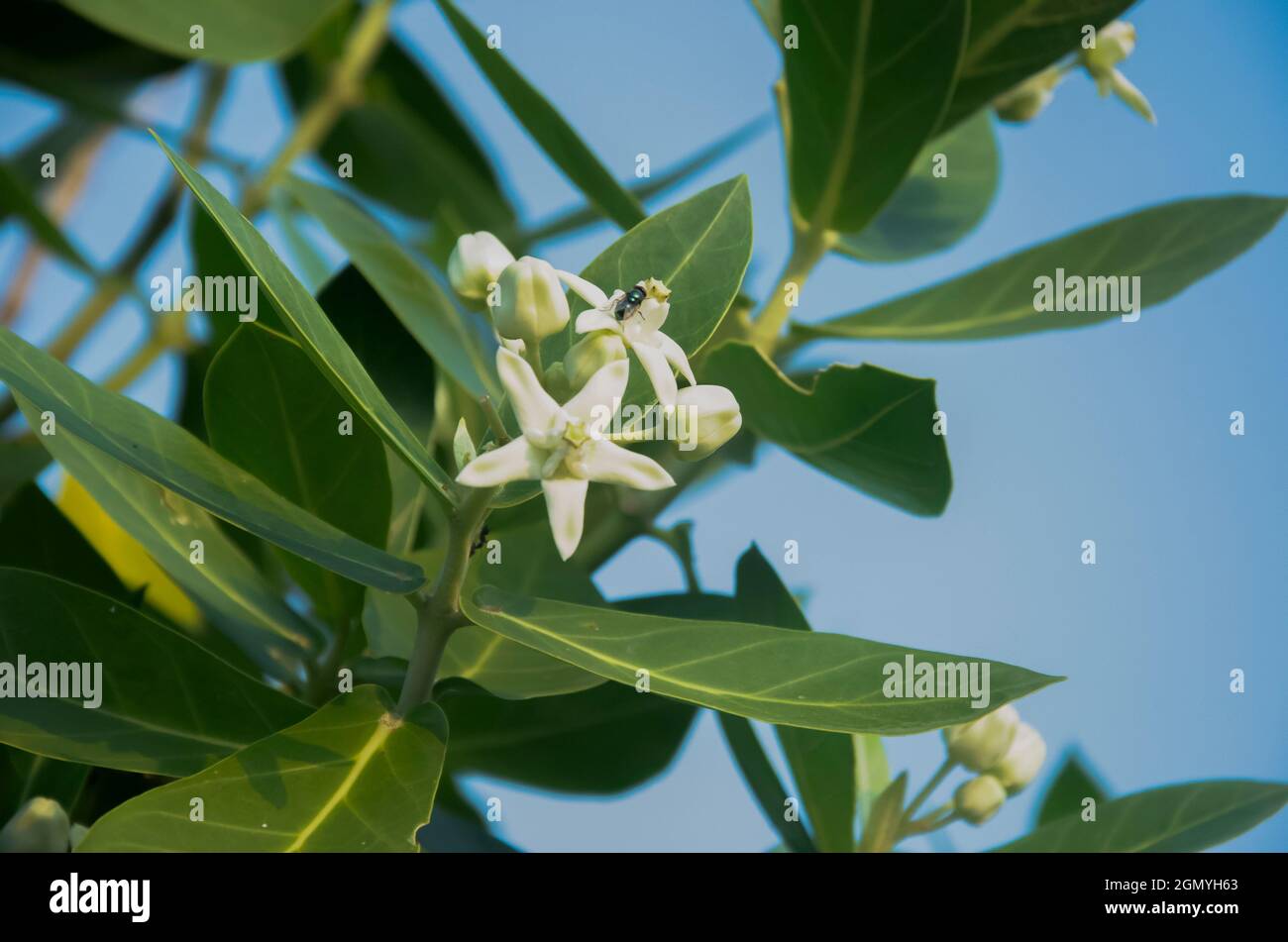 Mise au point sélective sur les fleurs d'ÉPINARDS D'EAU rose avec des feuilles vertes isolées avec un fond vert flou dans la lumière du soleil du matin dans le jardin. Banque D'Images