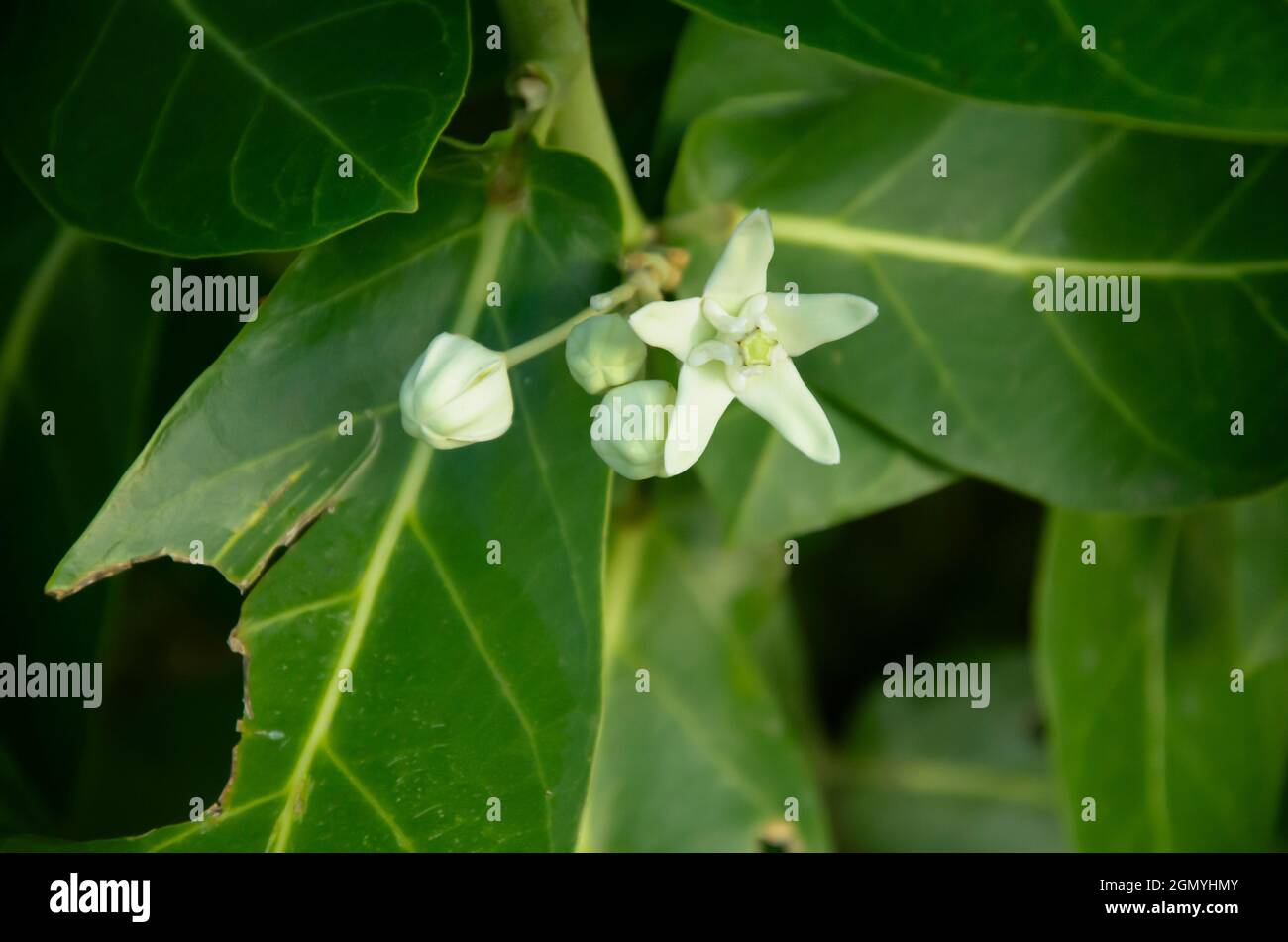 Mise au point sélective sur les fleurs d'ÉPINARDS D'EAU rose avec des feuilles vertes isolées avec un fond vert flou dans la lumière du soleil du matin dans le jardin. Banque D'Images