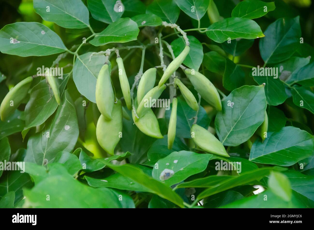 Mise au point sélective sur la plante de PONGAMIA avec des fruits et des feuilles vertes isolées avec un fond vert flou. Banque D'Images