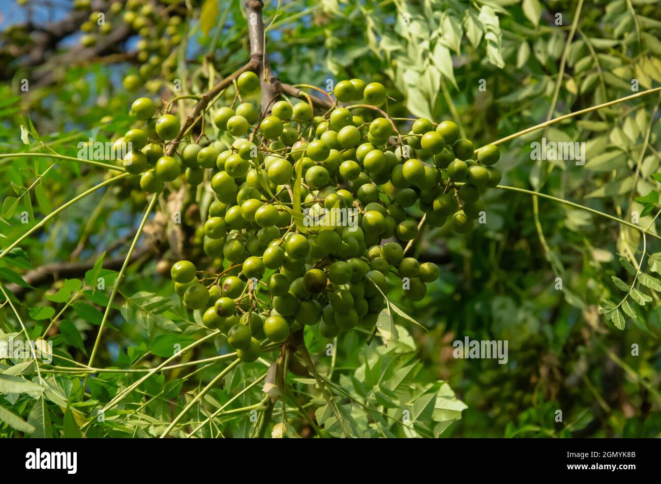 Mise au point sélective sur CHINABERRY OU PLANTE DE NEEM DOUCE dans le jardin avec un arrière-plan flou. Gros plan de la plante de fruits et de feuilles de Neem. Banque D'Images