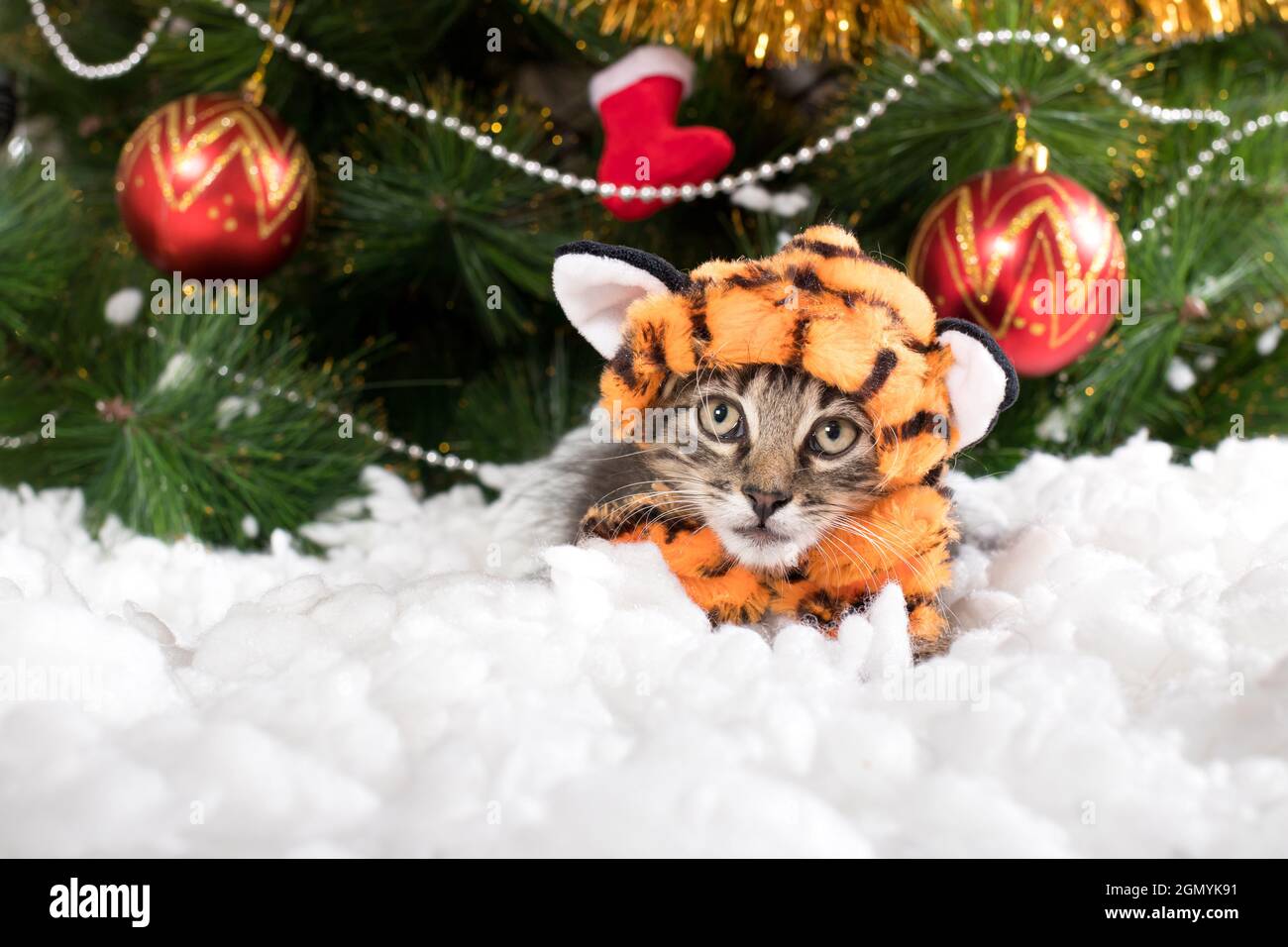 Un chaton en costume de tigre se prépare pour Noël et le nouvel an. Banque D'Images