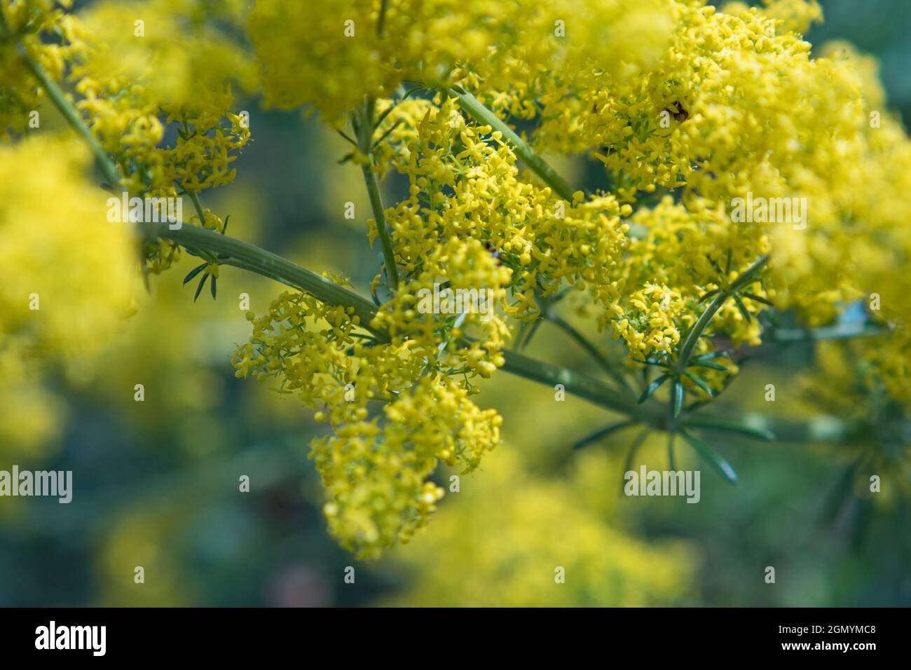 Fleur jaune sauvage Patrinia scabiosifolia. Mise au point sélective. Image d'arrière-plan Banque D'Images