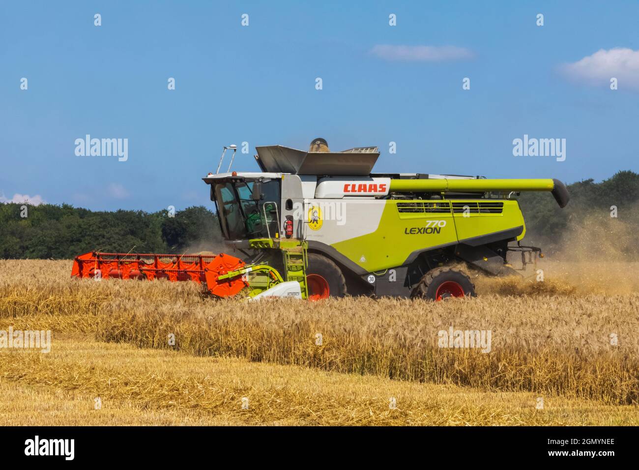 Angleterre, Hampshire, moissonneuse-batteuse récolte du blé dans les champs près de Winchester Banque D'Images