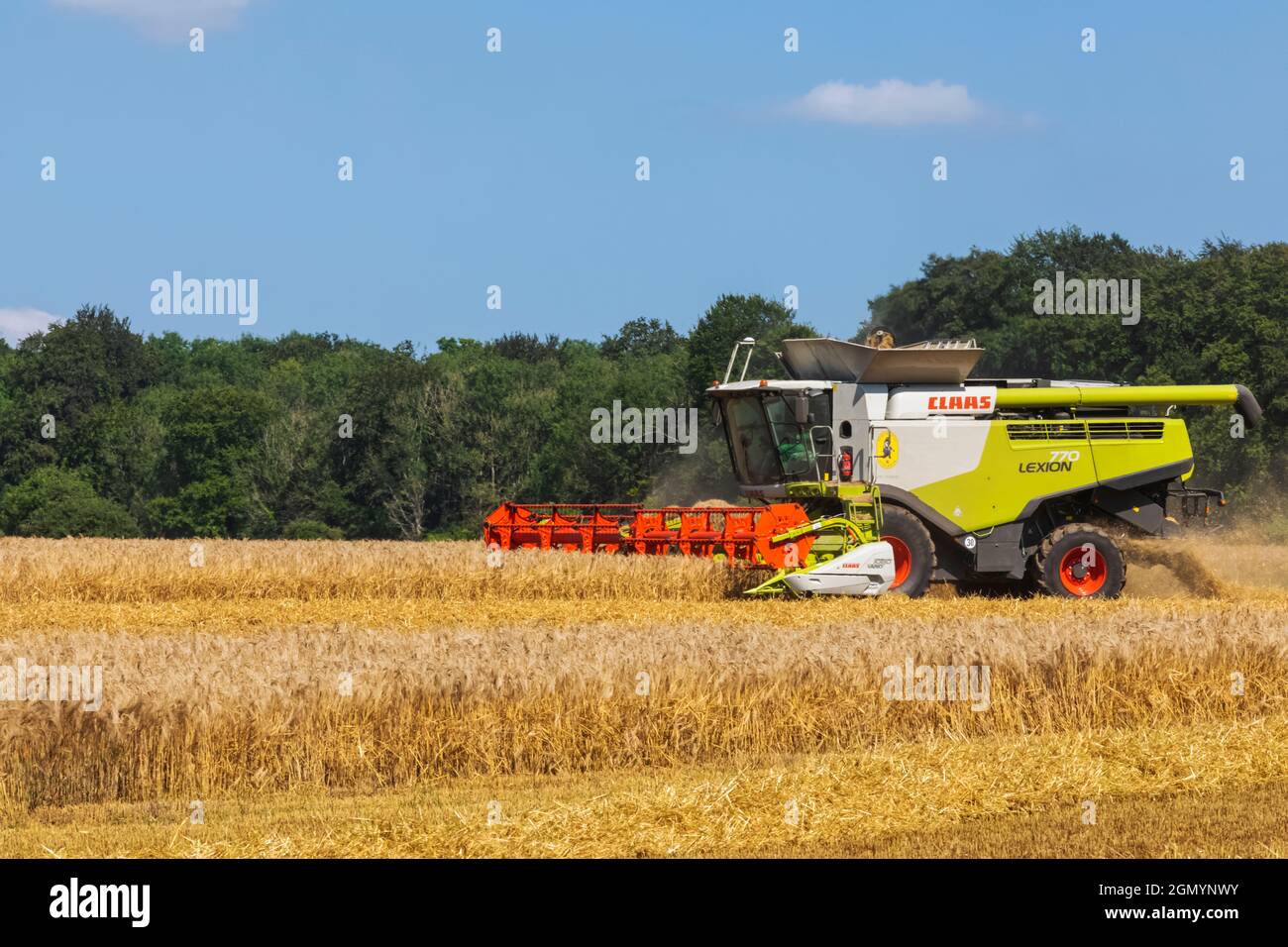 Angleterre, Hampshire, moissonneuse-batteuse récolte du blé dans les champs près de Winchester Banque D'Images