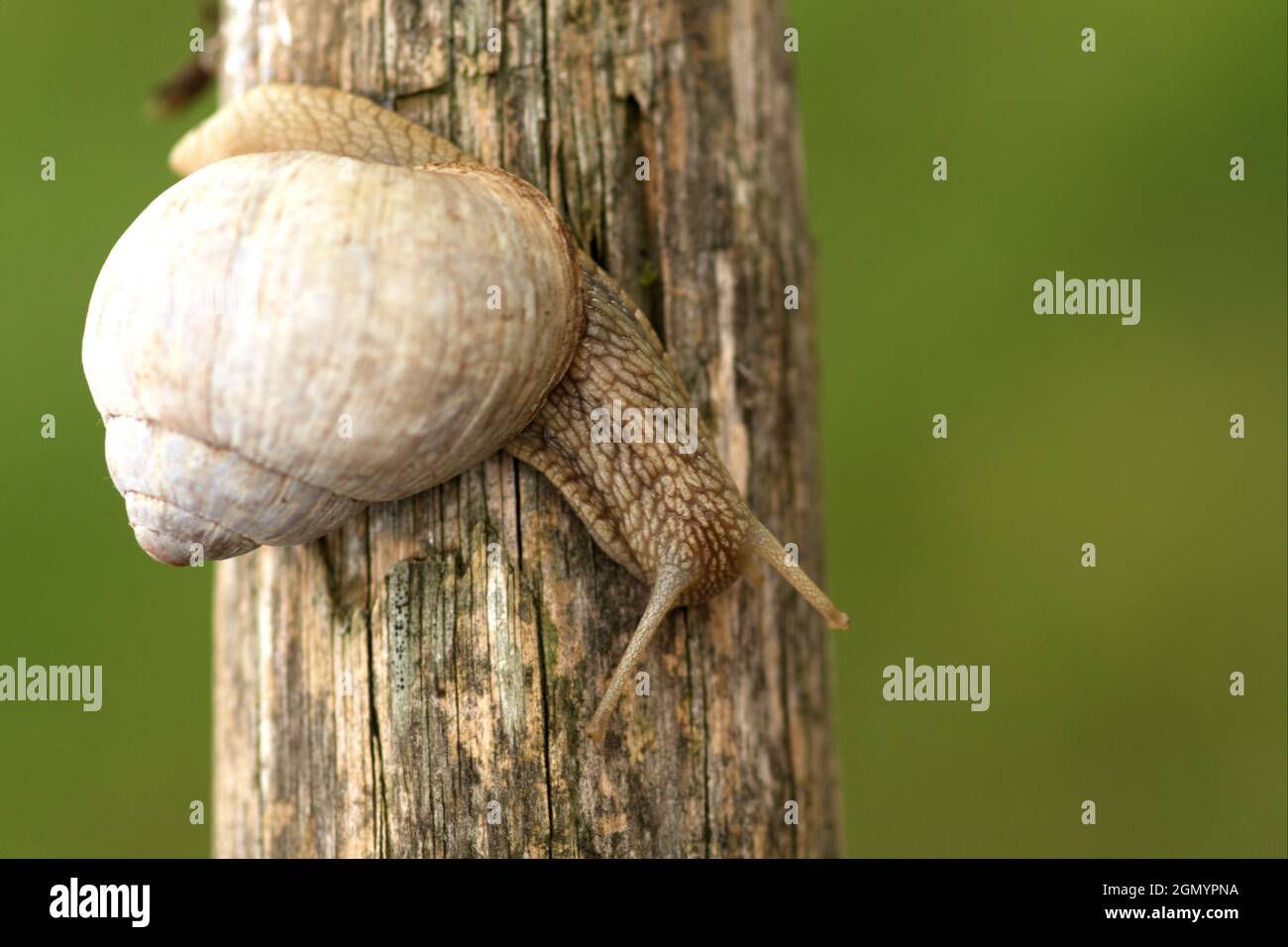 Gros plan d'un escargot avec une coquille rampant sur un poteau de pâturage Banque D'Images