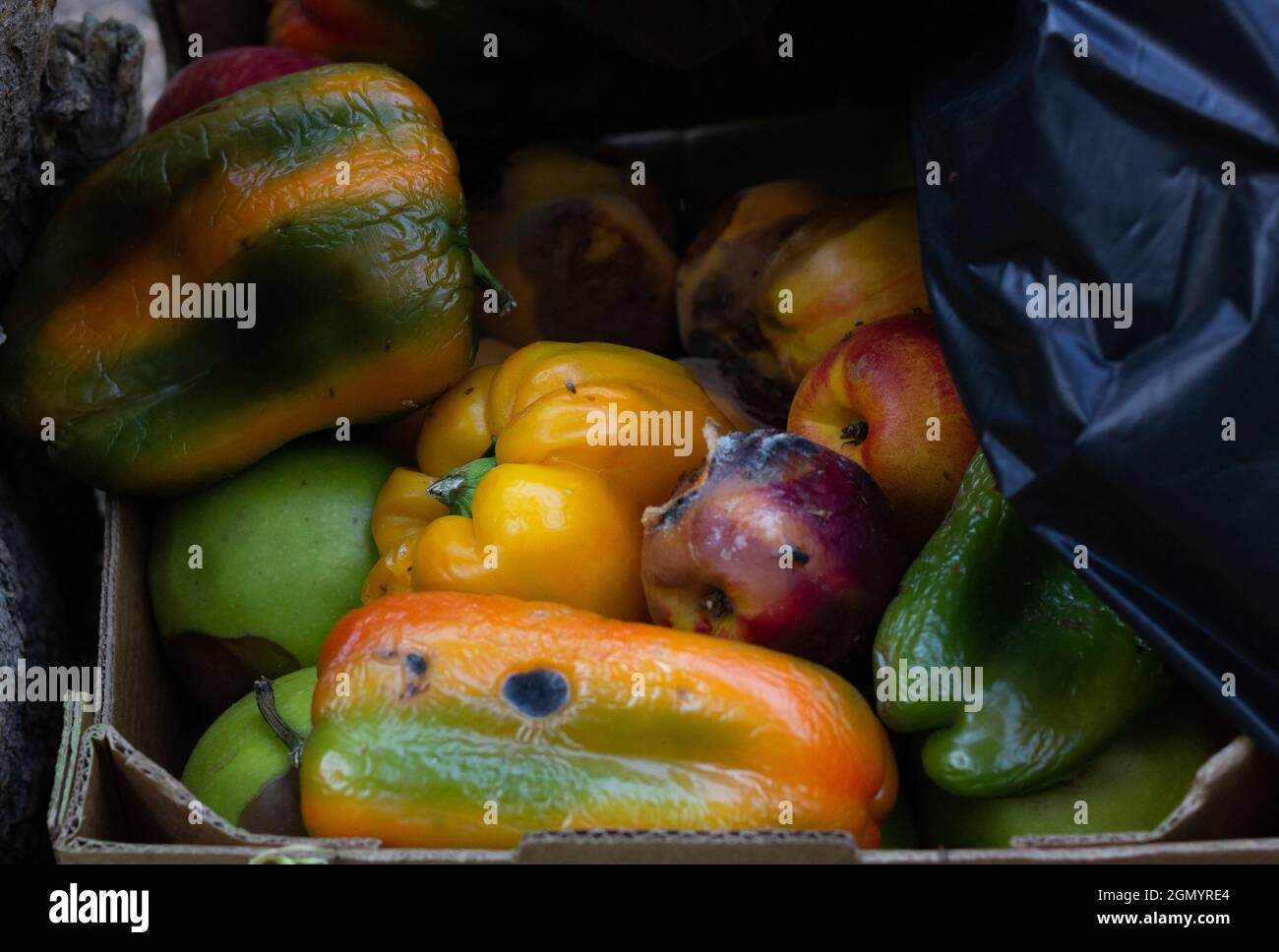 Pourrir les fruits et les poivrons oranges dans une boîte poubelle en carton. Déchets d'atelier de légumes Banque D'Images