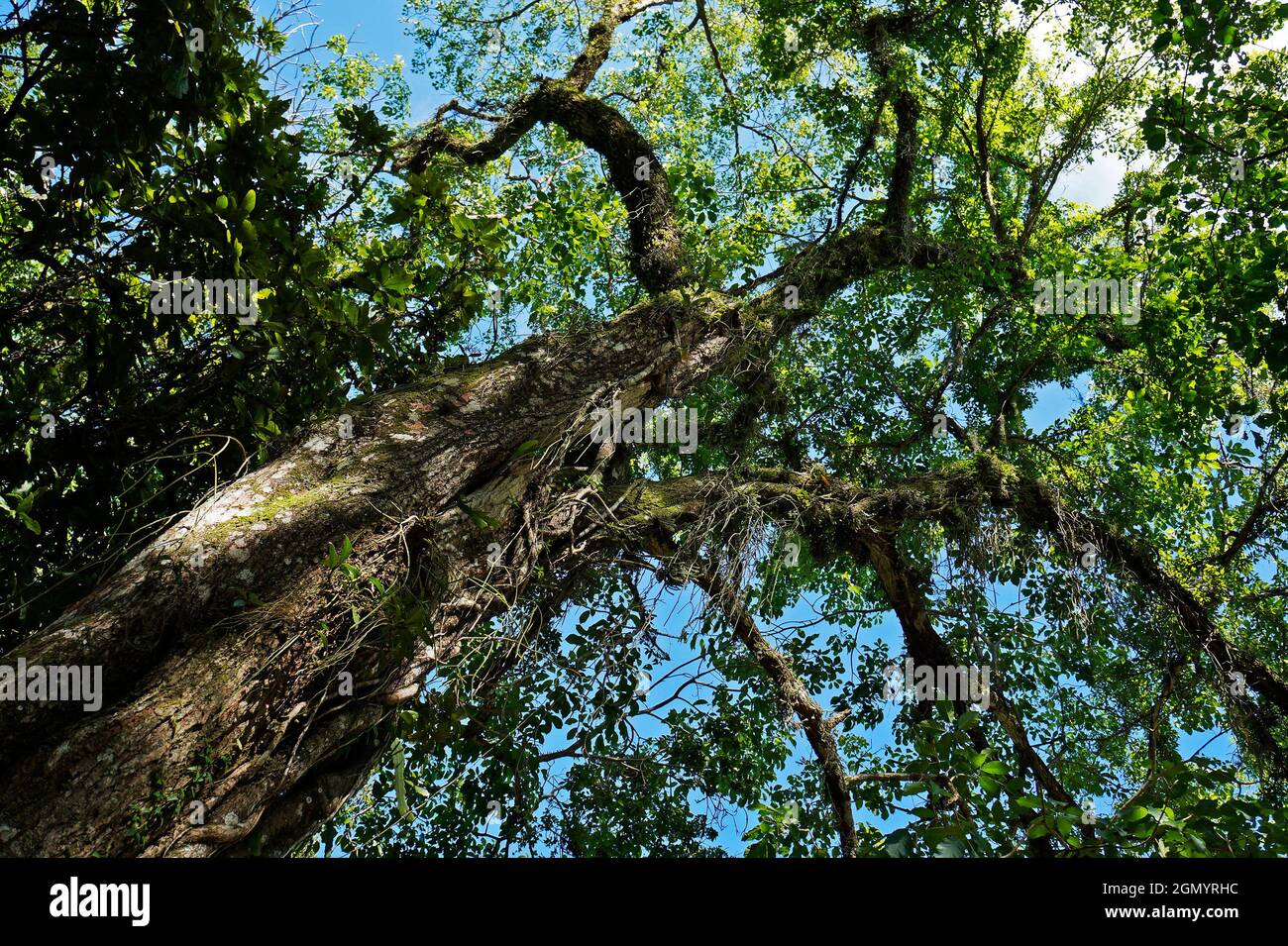 Trompette rose (Tabebuia rosea) sur la forêt tropicale, Rio de Janeiro, Brésil Banque D'Images Trompette rose (Tabebuia rosea) sur la forêt tropicale, Rio de Janeiro, Brésil Banque D'Images