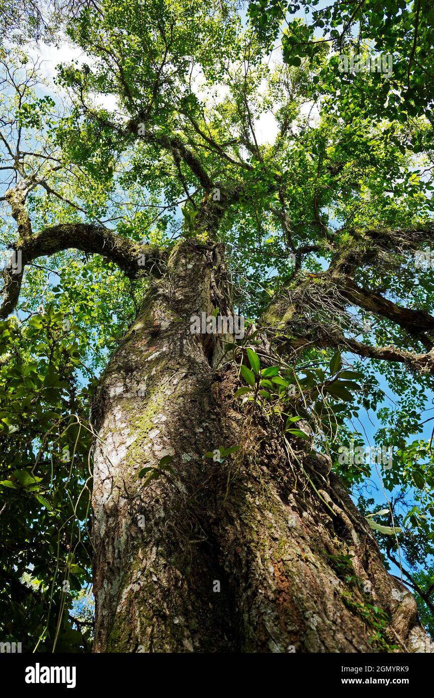 Trompette rose (Tabebuia rosea) sur la forêt tropicale, Rio de Janeiro, Brésil Banque D'Images Trompette rose (Tabebuia rosea) sur la forêt tropicale, Rio de Janeiro, Brésil Banque D'Images
