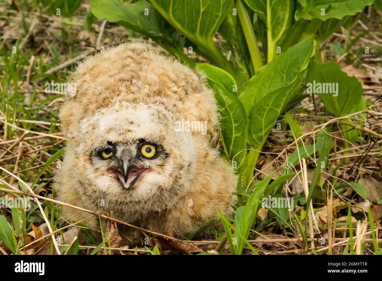 Grand hibou d'Amérique tombé de l'arbre (Bubo virginianus) Banque D'Images