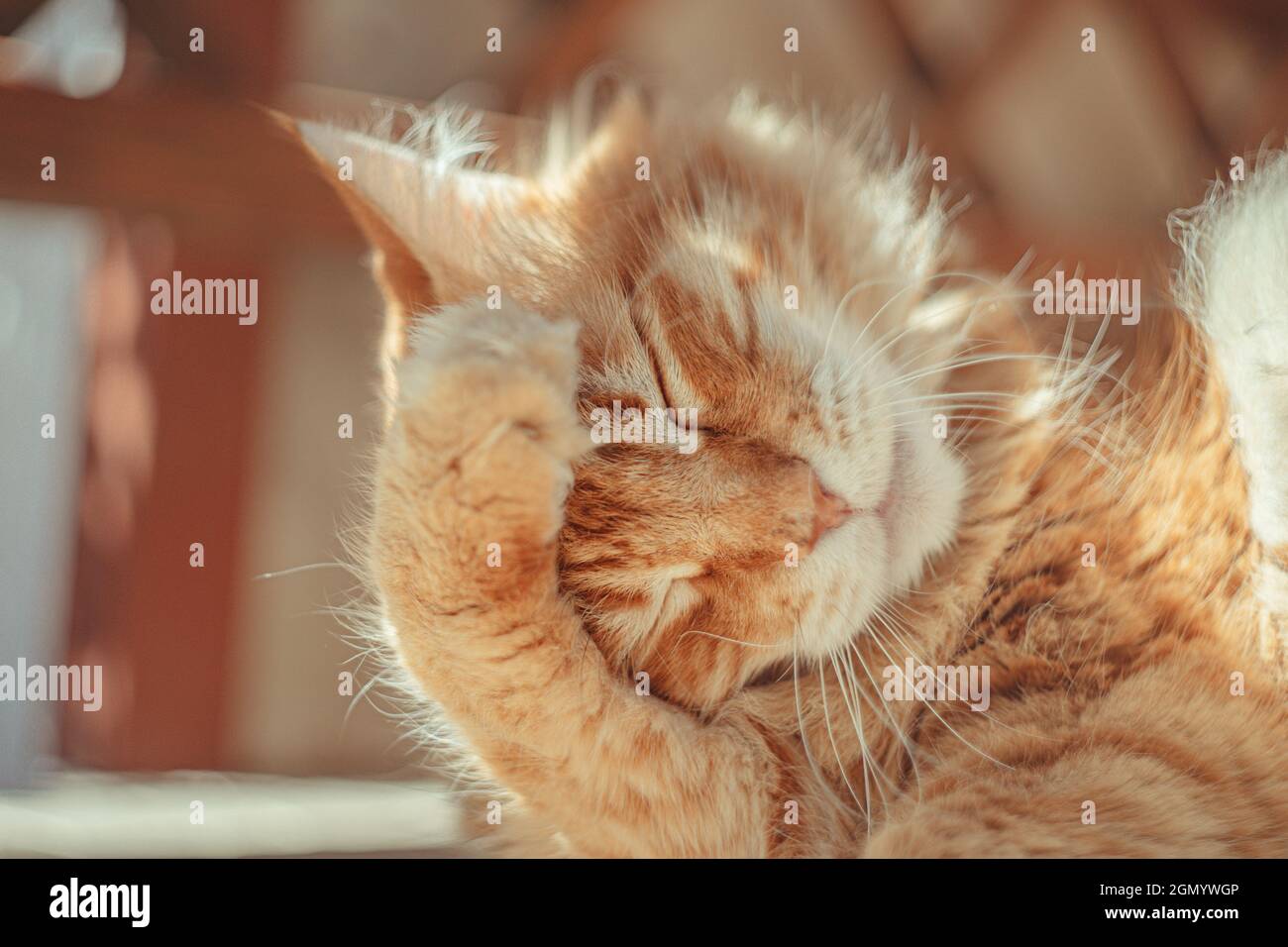 Gros Plan D Un Chat Au Gingembre Avec Un Dos Flou Photo Stock Alamy