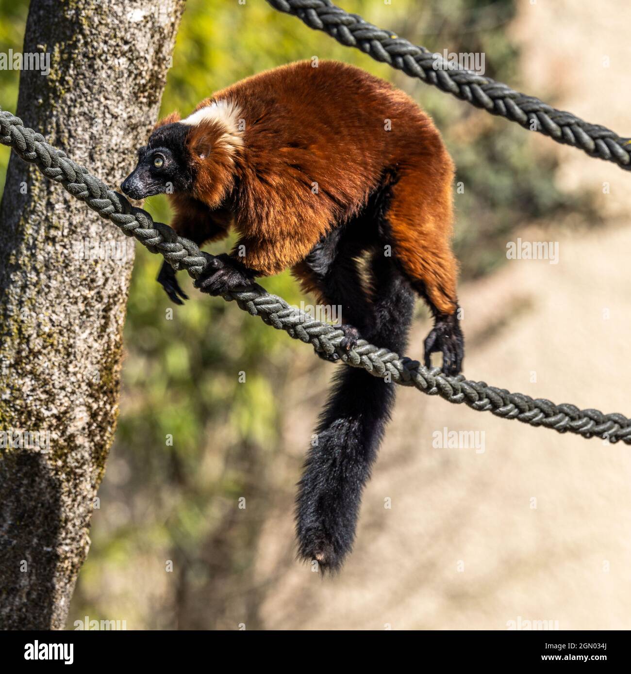 La gélinotte rouge, le Varecia rubra Lemur est l'une des deux espèces du genre Le Varecia, la gélinotte lémuriens Banque D'Images