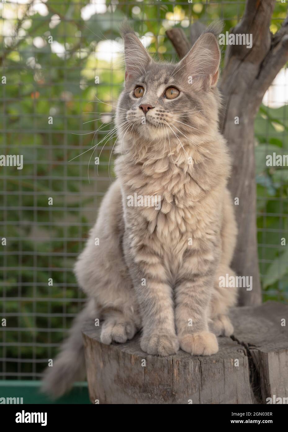 Chaton Gris Espiegle Maine Coon Assis A L Exterieur Grand Chat Sur Arbre Photo Stock Alamy