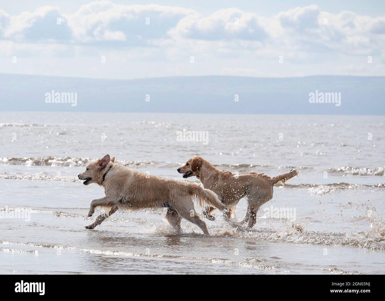 Bridgend, pays de Galles, 21, septembre 2021, Photo en action, pendant la journée des chiens à la plage, crédit:, Graham Glendinning,/ Alamy Live News Banque D'Images