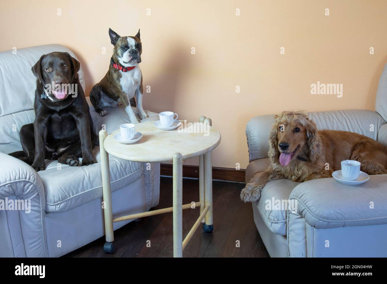 Boston terrier, Labrador et Cocker dans le hall sur les fauteuils boire du thé comme les gens, photo humoristique Banque D'Images