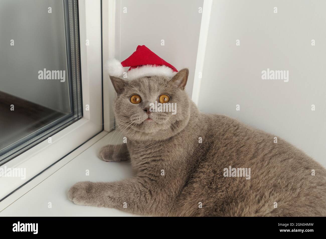 Le chat lilas britannique en chapeau de Noël rouge se trouve sur le rebord de la fenêtre. Portrait en gros plan. Banque D'Images