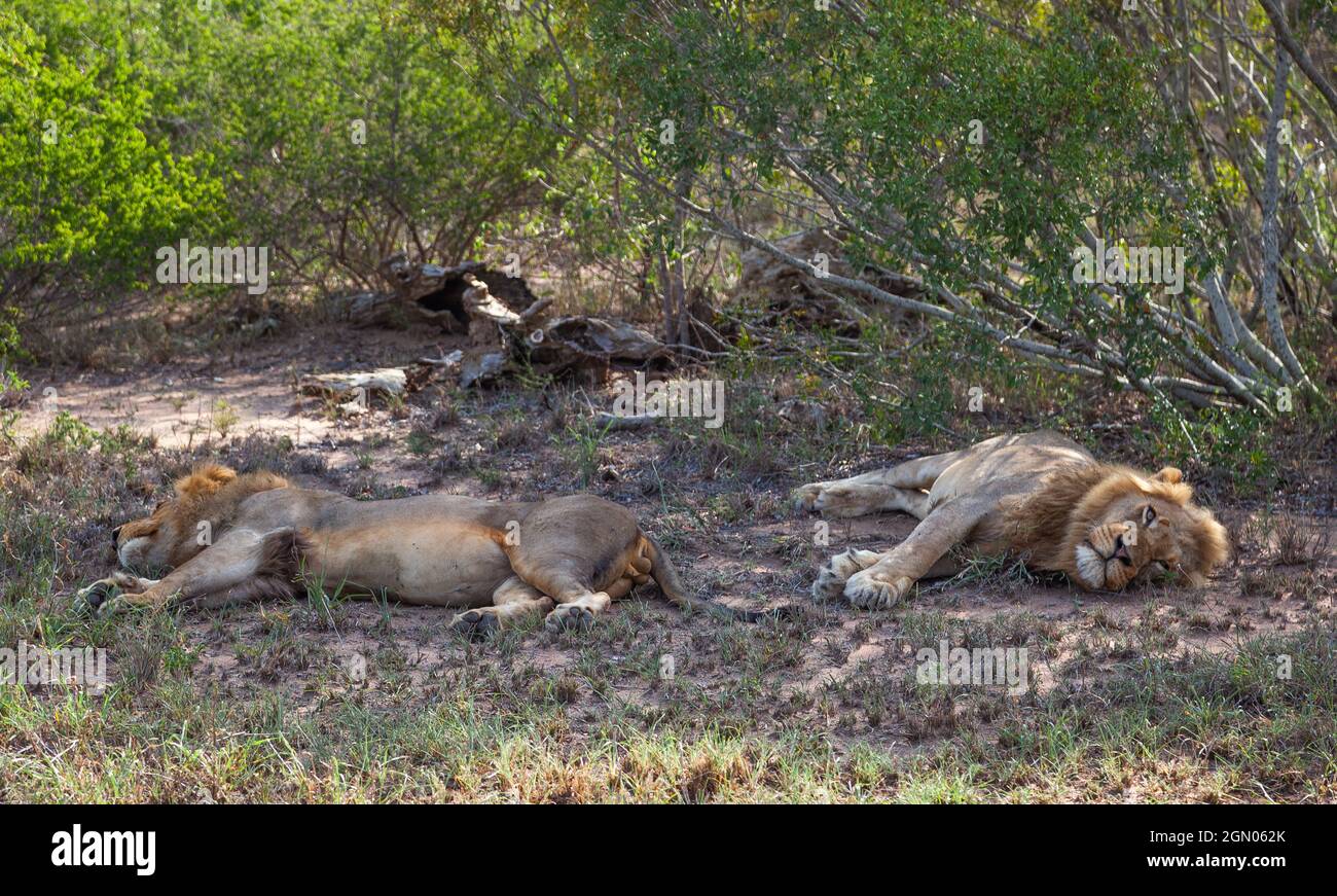 Lion sauvage dans l'habitat naturel. Safari en Afrique Banque D'Images