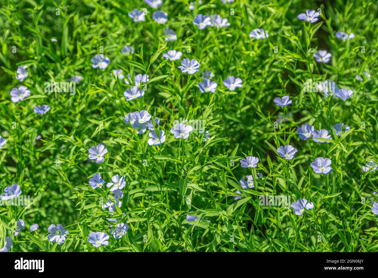 Champ rempli de fleurs de lin en fleurs et ciel bleu nuageux. Banque D'Images