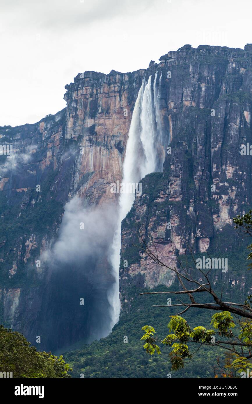 Angel Falls (Salto Angel), la plus haute cascade du monde (978 m), Venezuela Banque D'Images