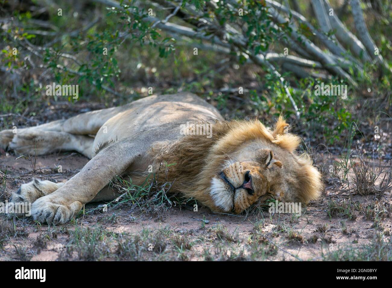 Lion sauvage dans l'habitat naturel. Safari en Afrique Banque D'Images