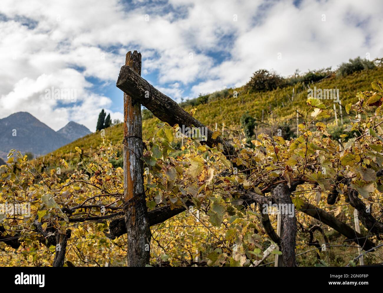 Vignoble en automne, Tyrol du Sud, Termeno Banque D'Images