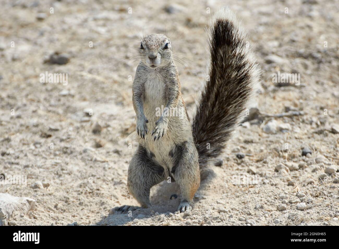 Écureuil du Cap ou écureuil de l'Afrique du Sud debout dans le désert namibien. Banque D'Images