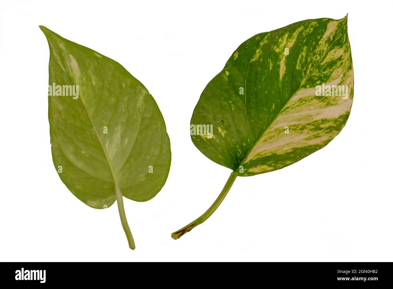 Les feuilles de plante d'argent regardent vers le haut et vers le bas, isolées sur fond blanc avec un chemin de coupure Banque D'Images
