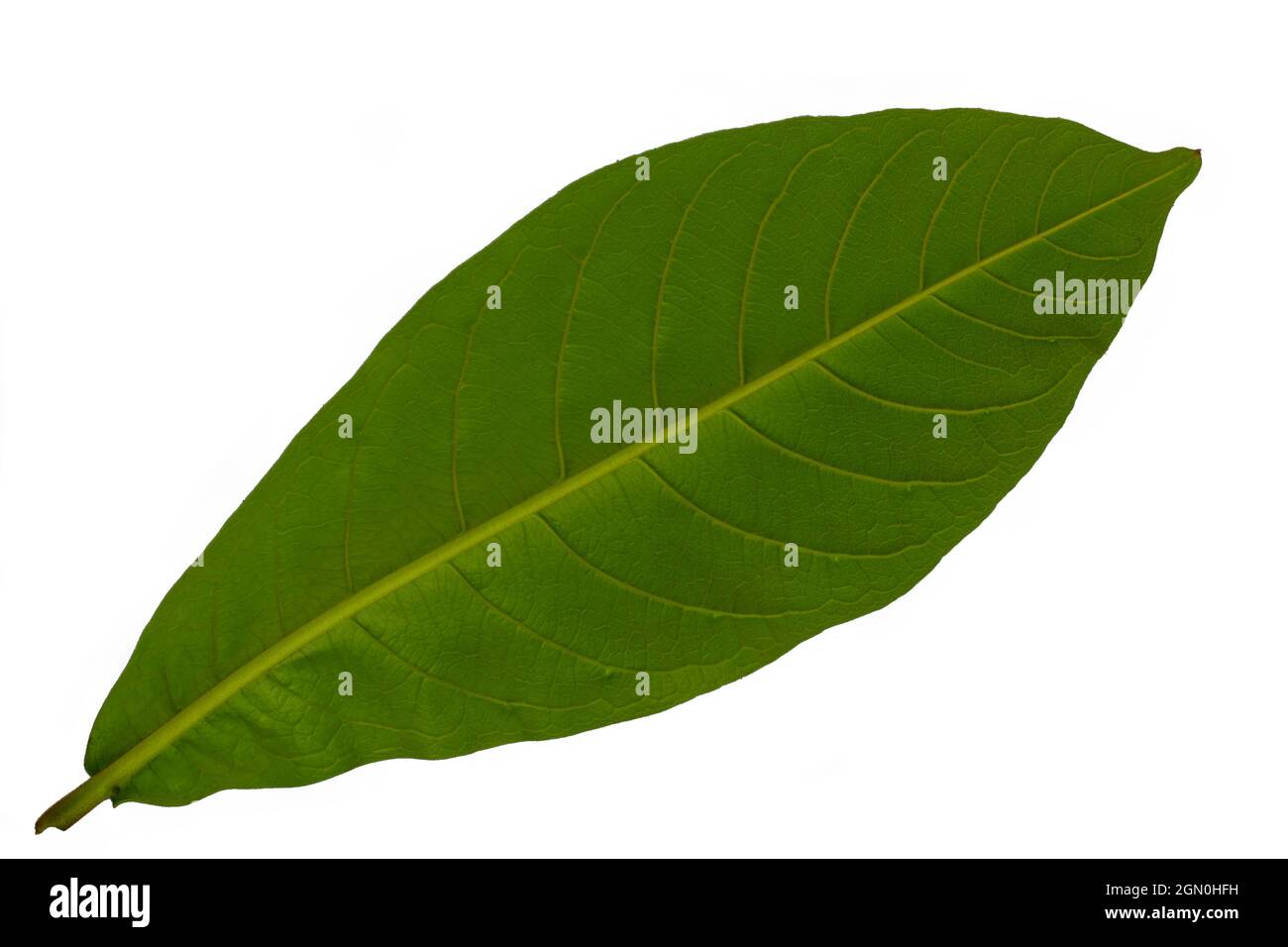 Vue de dessous de la feuille d'amande de campagne avec cadre de feuille vert, isolée sur fond blanc avec un chemin d'écrêtage Banque D'Images Vue de dessous de la feuille d'amande de campagne avec cadre de feuille vert, isolée sur fond blanc avec un chemin d'écrêtage Banque D'Images
