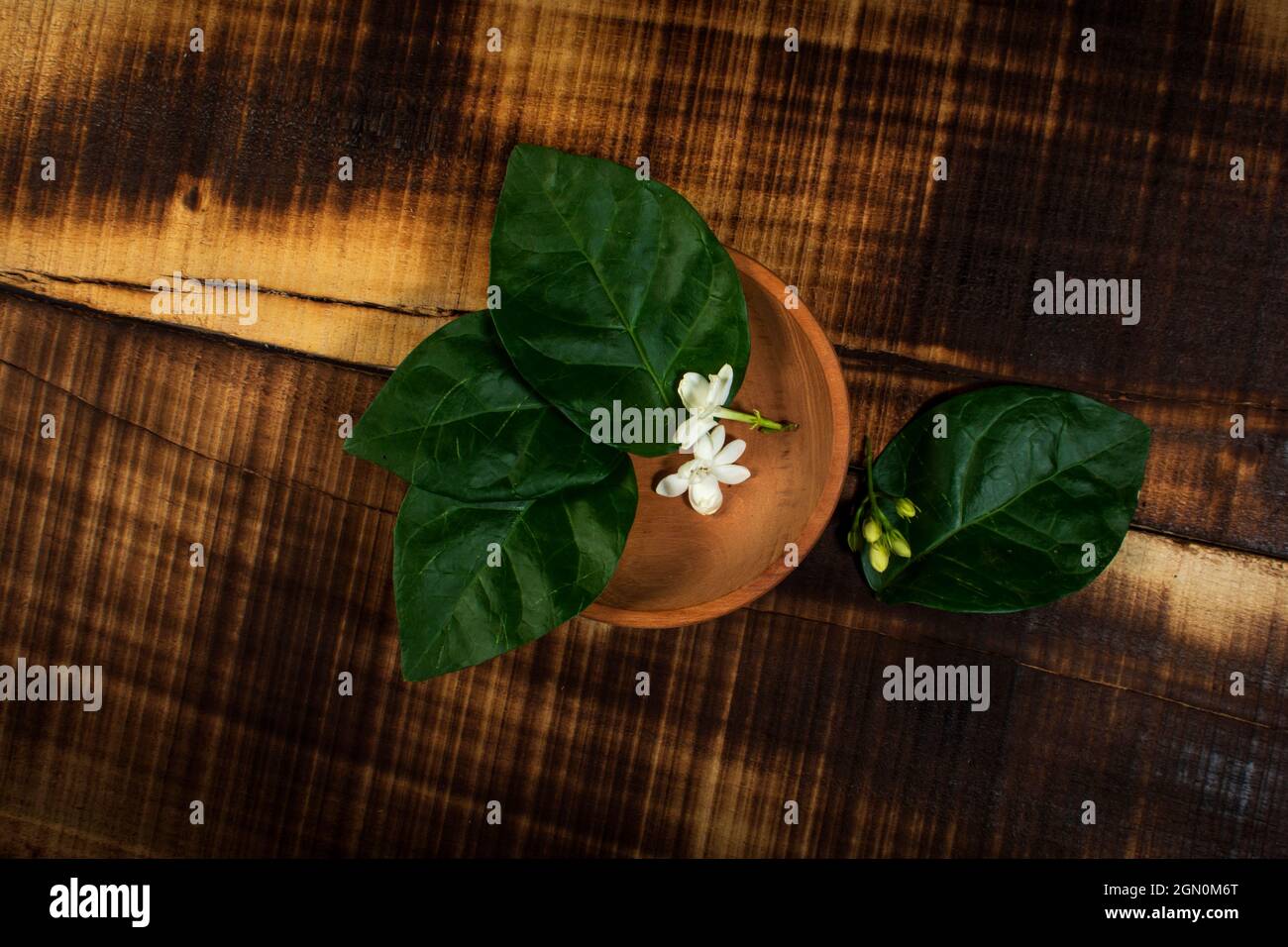 Fleur de jasmin fond vert foncé Banque D'Images