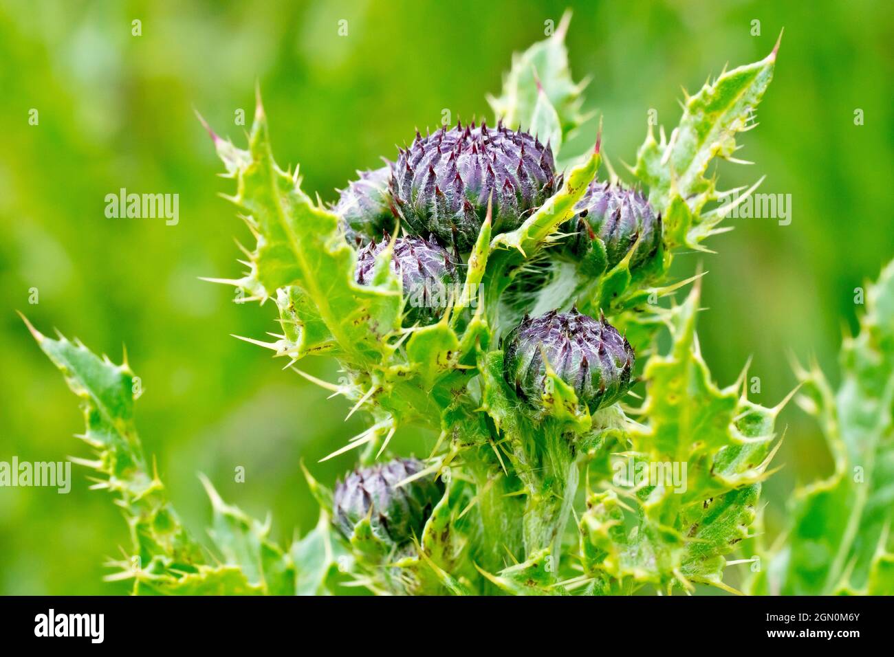 Thistle rampant (cirsium arvense), gros plan montrant un amas de boutons floraux au sommet de la plante entouré de feuilles épineuses. Banque D'Images