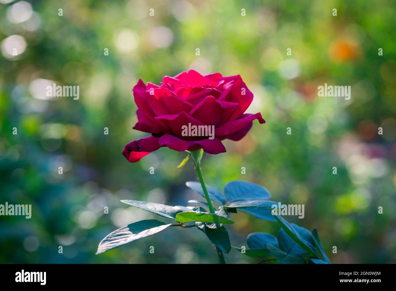 Rose rouge sur fond de bokeh Banque D'Images