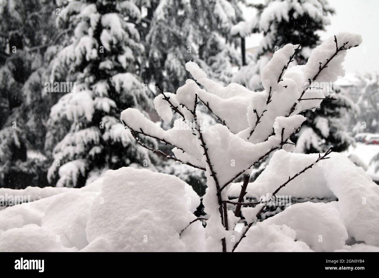 La beauté du silence de la neige d'hiver sur les branches vides le matin Banque D'Images