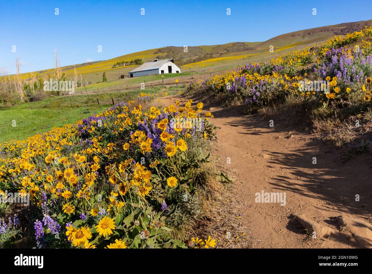 WA19651-00...WASHINGTON - Balsamroot et lupin bordant un sentier traversant les collines ouvertes de la section de Dalles Mountain Ranch du parc national de Columbia Hills. Banque D'Images