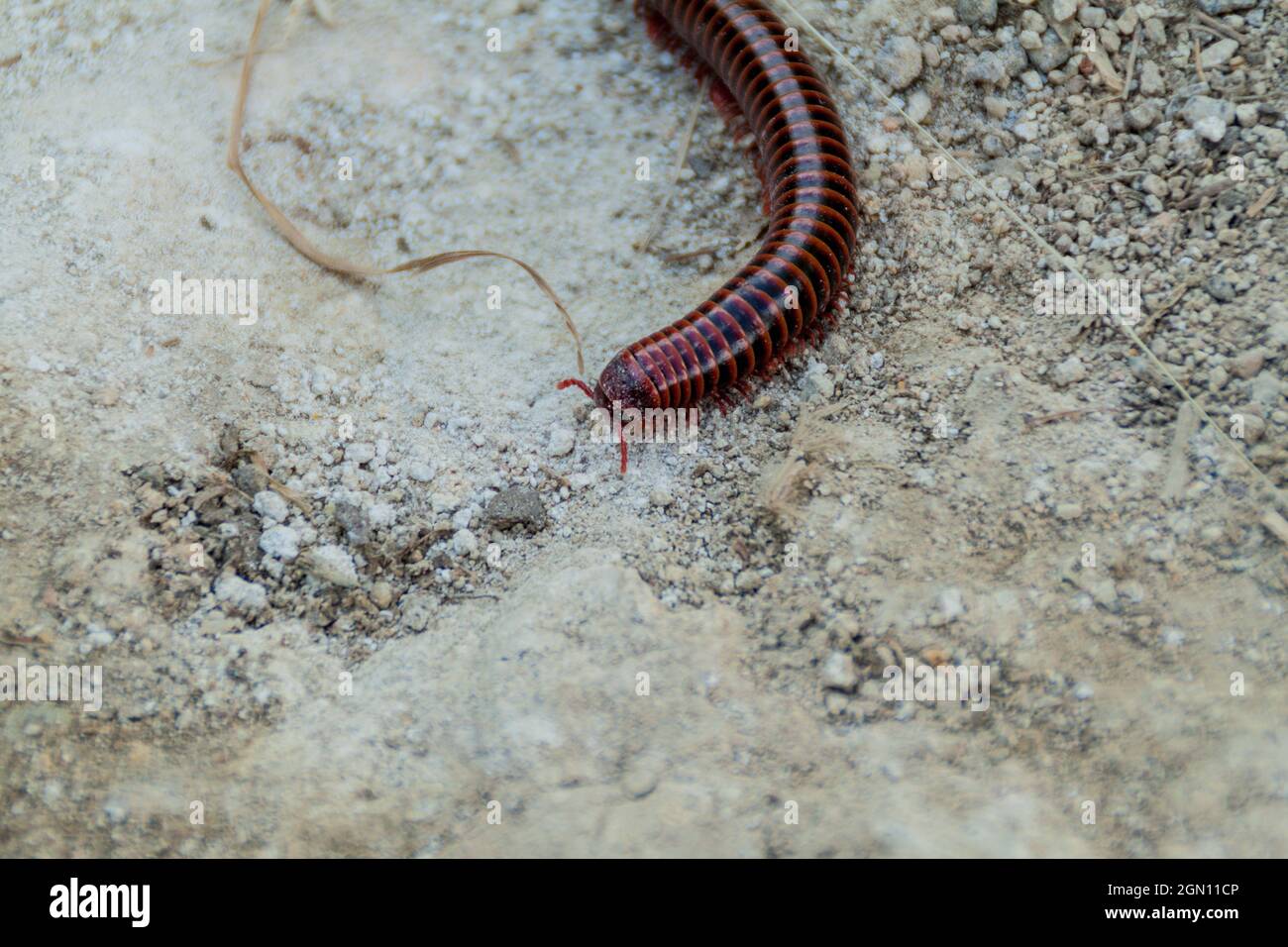 Vue sur un grand centipede en Colombie Banque D'Images