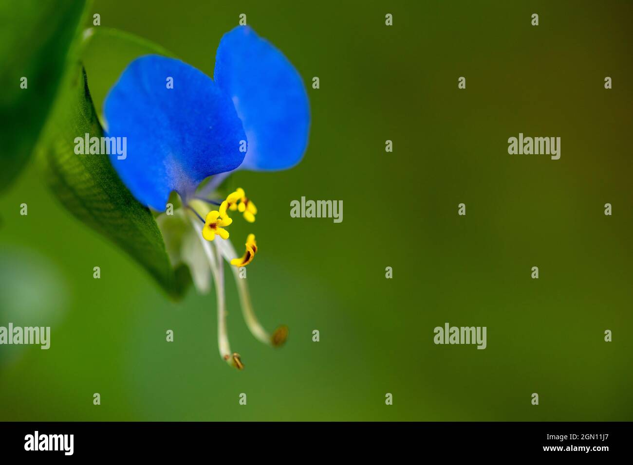 Gros plan de l'Asiatic Dayflower (Commelina communis) - Asheville, Caroline du Nord, États-Unis [faible profondeur de champ] Banque D'Images