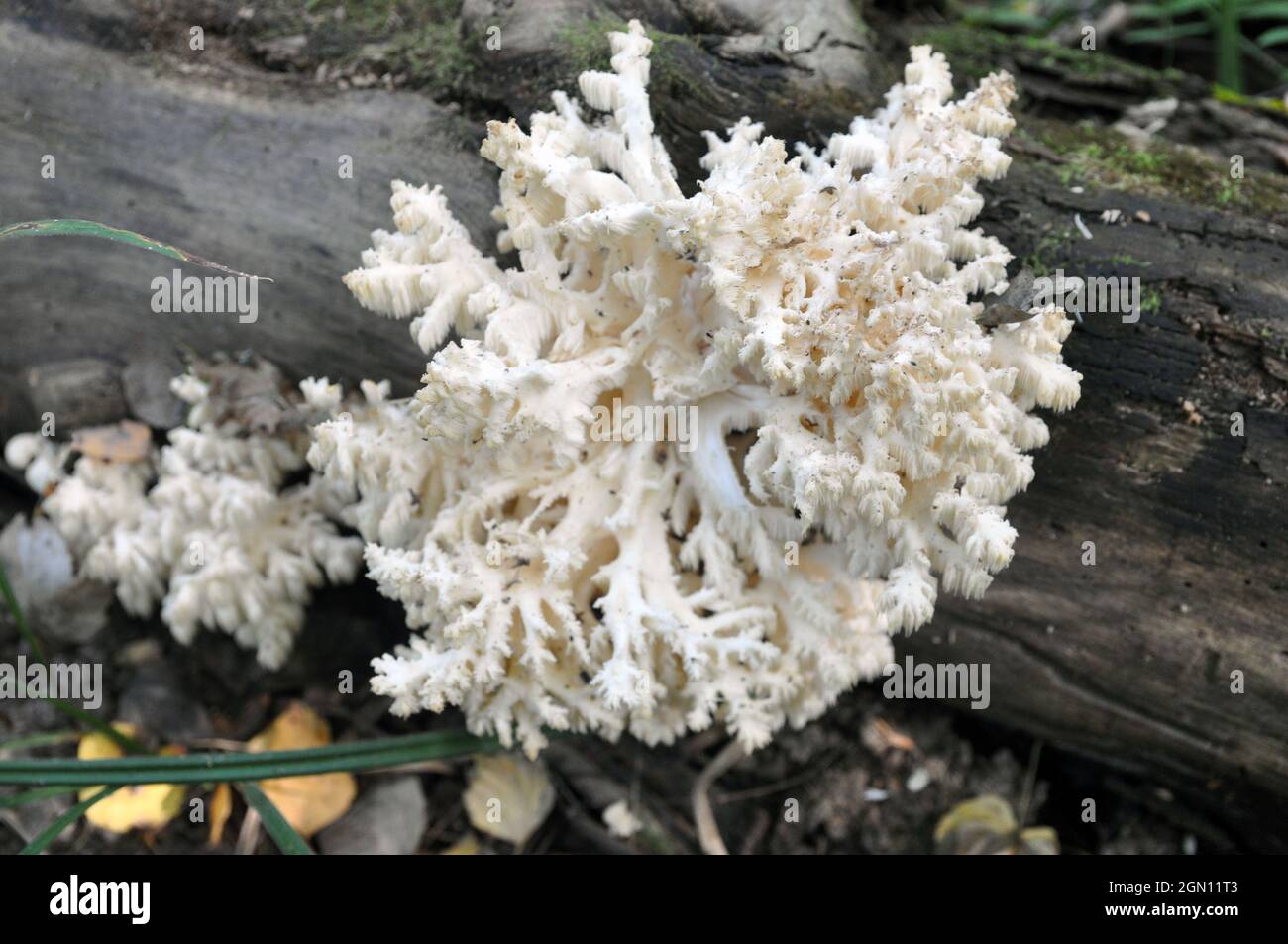 Hericium Hericium est un champignon comestible du genre Hericium. Banque D'Images