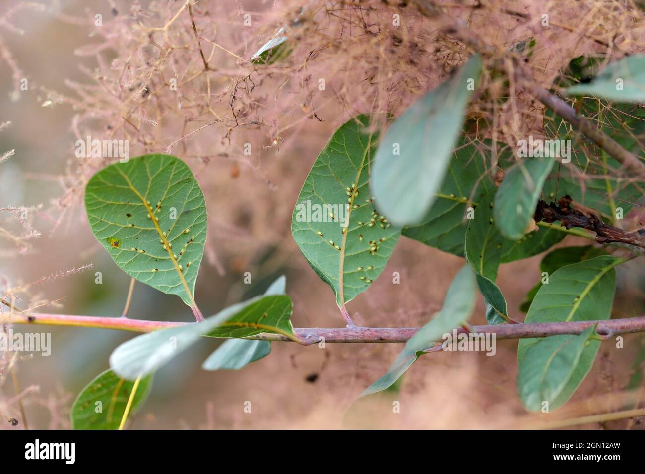 Colonie de poux de plante sautant ou de psyllides Calophya rhois sur les feuilles d'un arbuste ornemental - smocétone. C'est un ravageur de cette plante dans les jardins. Banque D'Images