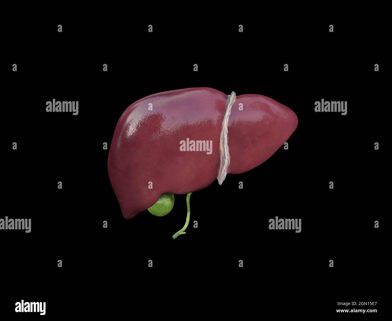 Structure anatomique du foie et de la vésicule biliaire. Organe du système hépatique, foie humain pour les médicaments médicaux, pharmacie et conception de l'éducation. Rendu 3D, Illustratio Banque D'Images