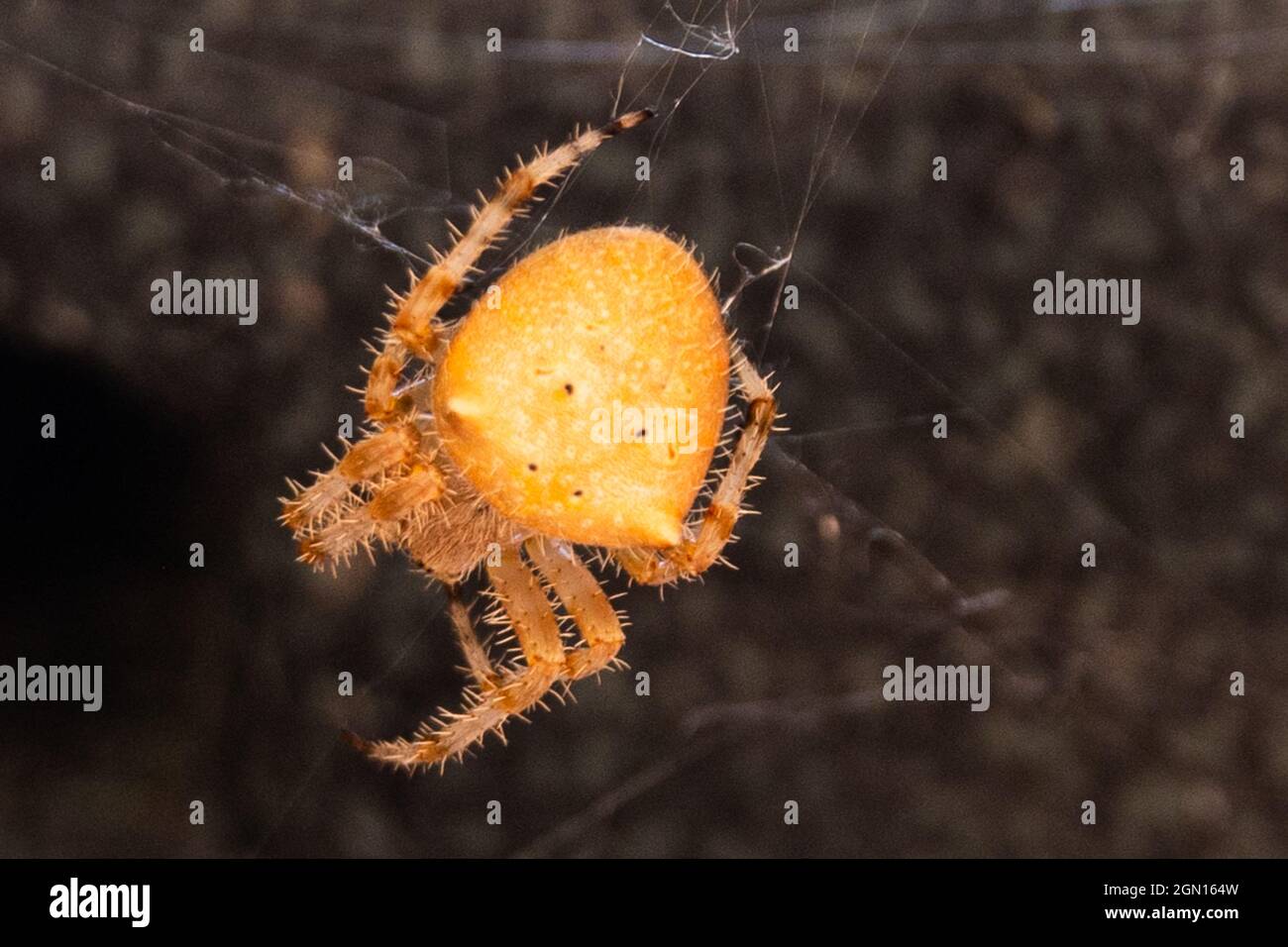 Araignée Orb Weaver à face de chat Banque D'Images