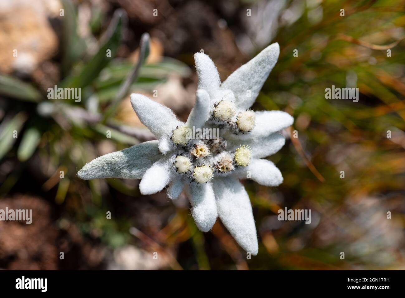 Fleur blanche sauvage d'edelweiss dans les hautes montagnes des Alpes Photo  Stock - Alamy