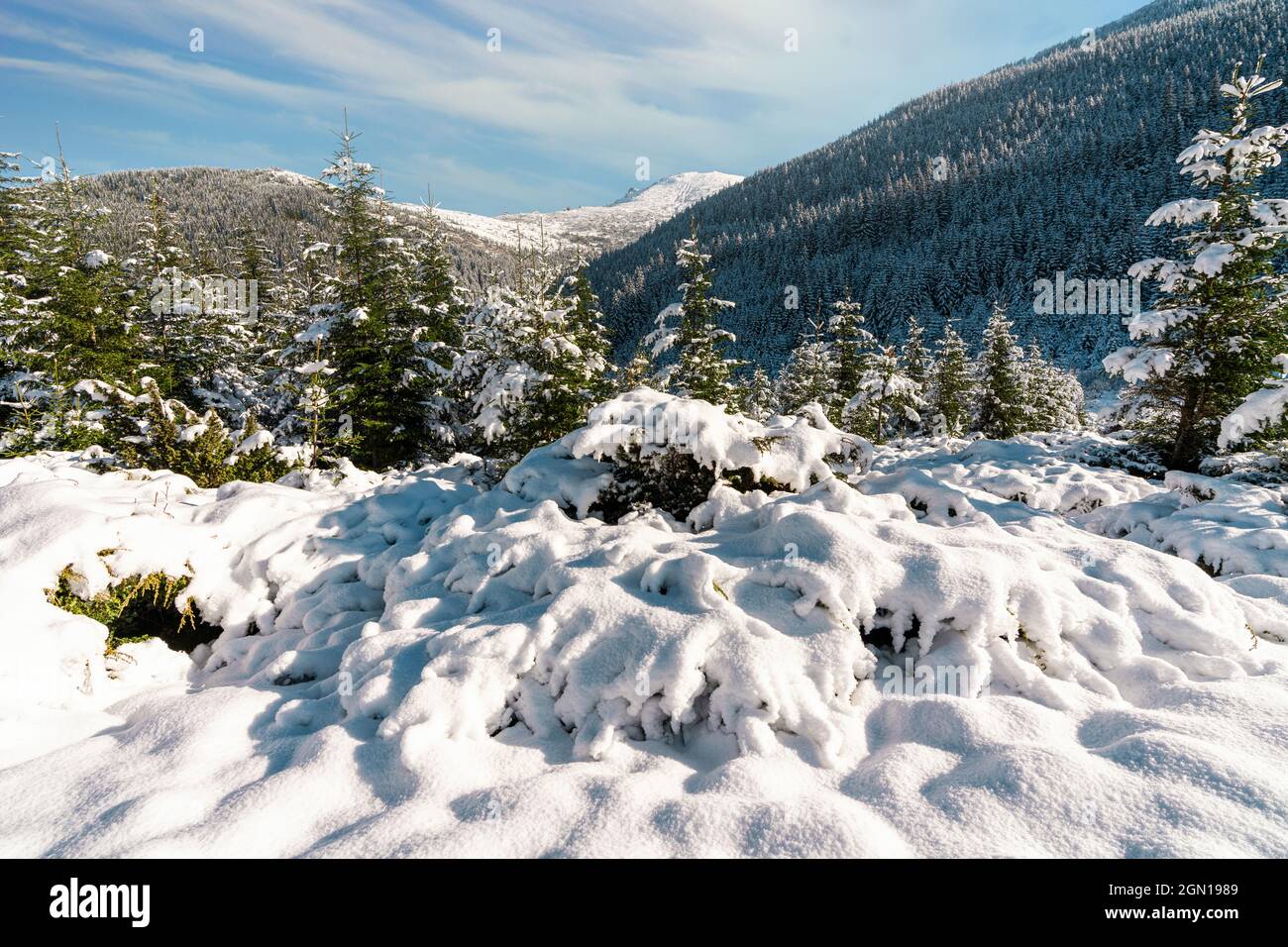 Les montagnes et les collines des Carpates avec des dérives de neige blanche et des arbres à feuilles persistantes illuminés par le soleil éclatant Banque D'Images