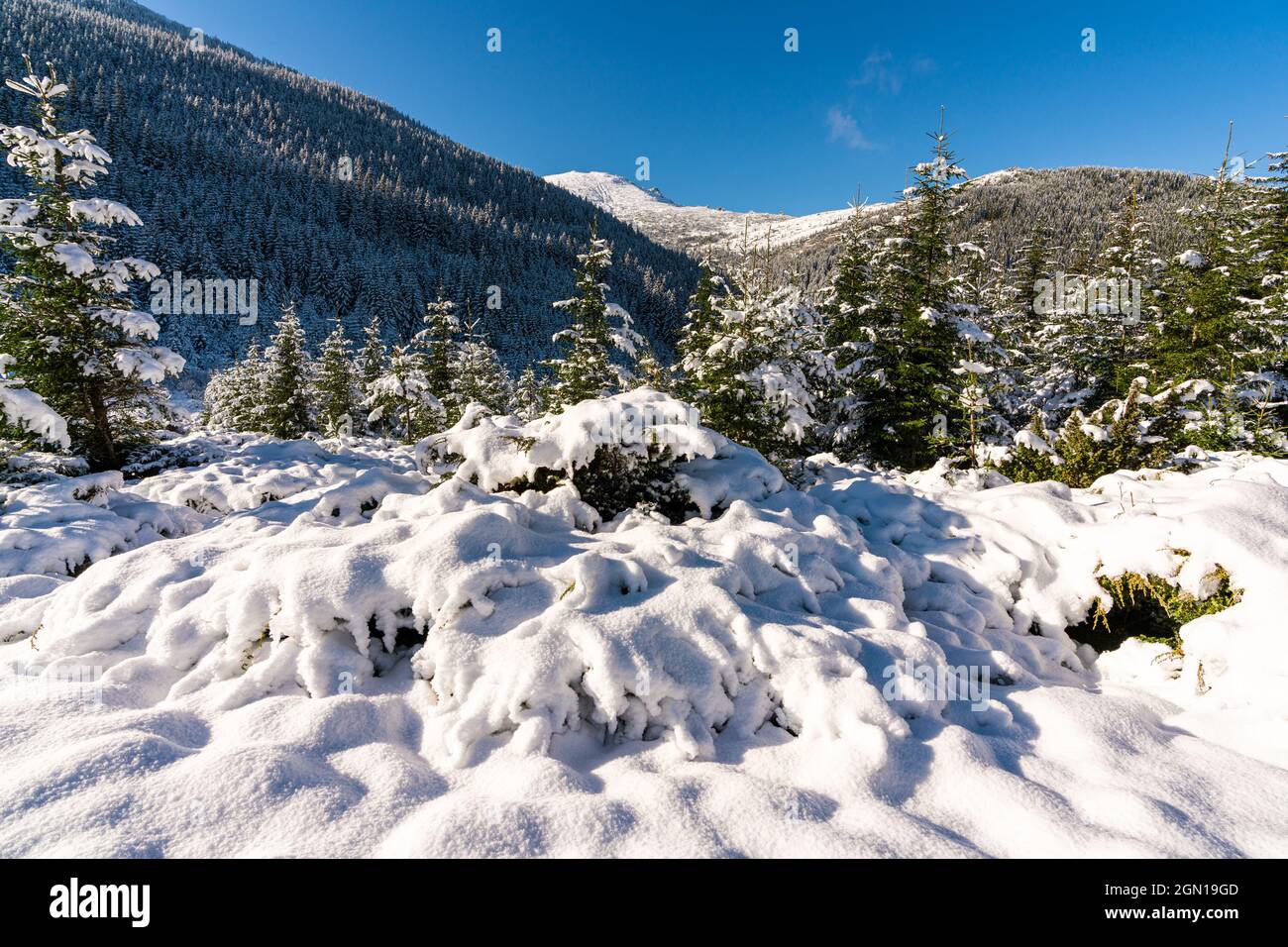Les montagnes et les collines des Carpates avec des dérives de neige blanche et des arbres à feuilles persistantes illuminés par le soleil éclatant Banque D'Images