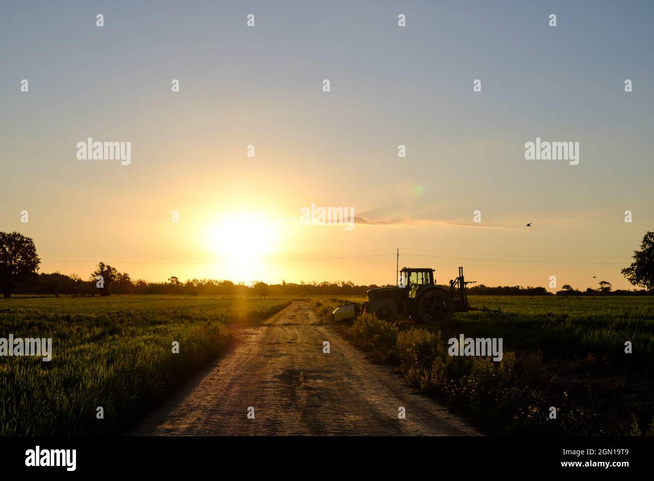 Tracteur sur le bord d'un champ de riz vert sur un paysage de lever de soleil avec une piste de gravier Banque D'Images