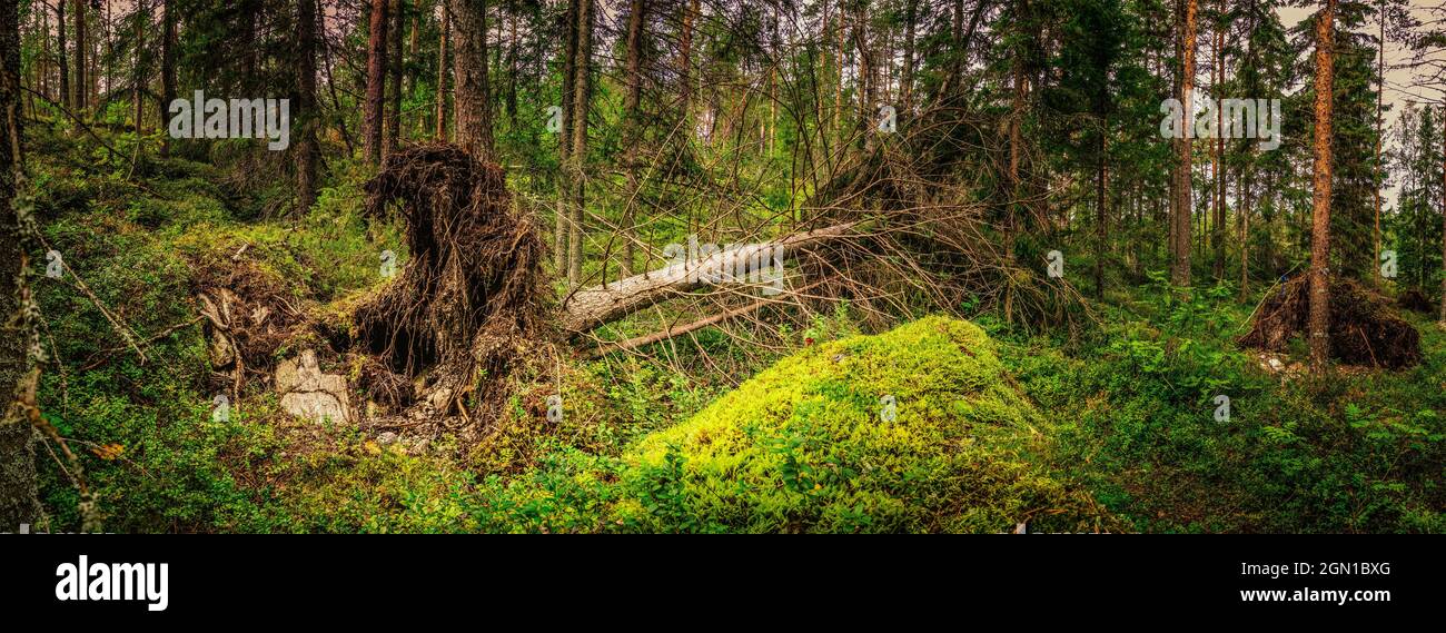 Paysage de forêt du Nord avec racines d'arbres déchus, forêt sauvage profonde, vue latérale Banque D'Images