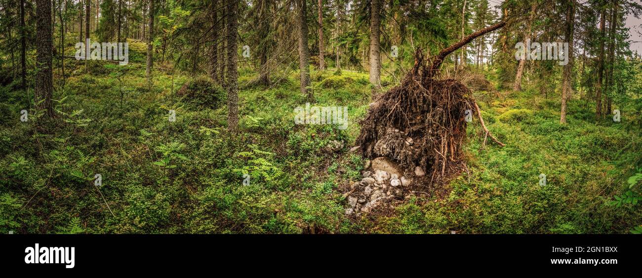 Paysage forestier du Nord avec racines d'arbres déchus, forêt sauvage profonde Banque D'Images