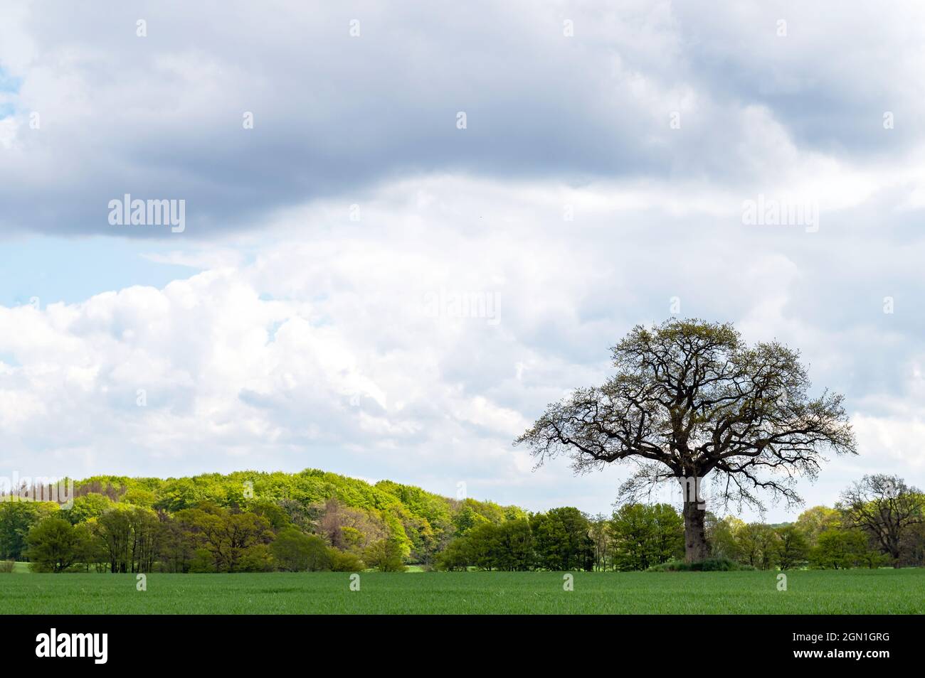 Solitaire royaumes près de l'humidité, région de Schlei, Schwansen, Schleswig-Holstein, Allemagne Banque D'Images