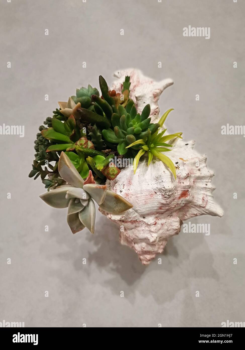 Terrarium avec diverses plantes succulentes dans le seashell décoratif Banque D'Images