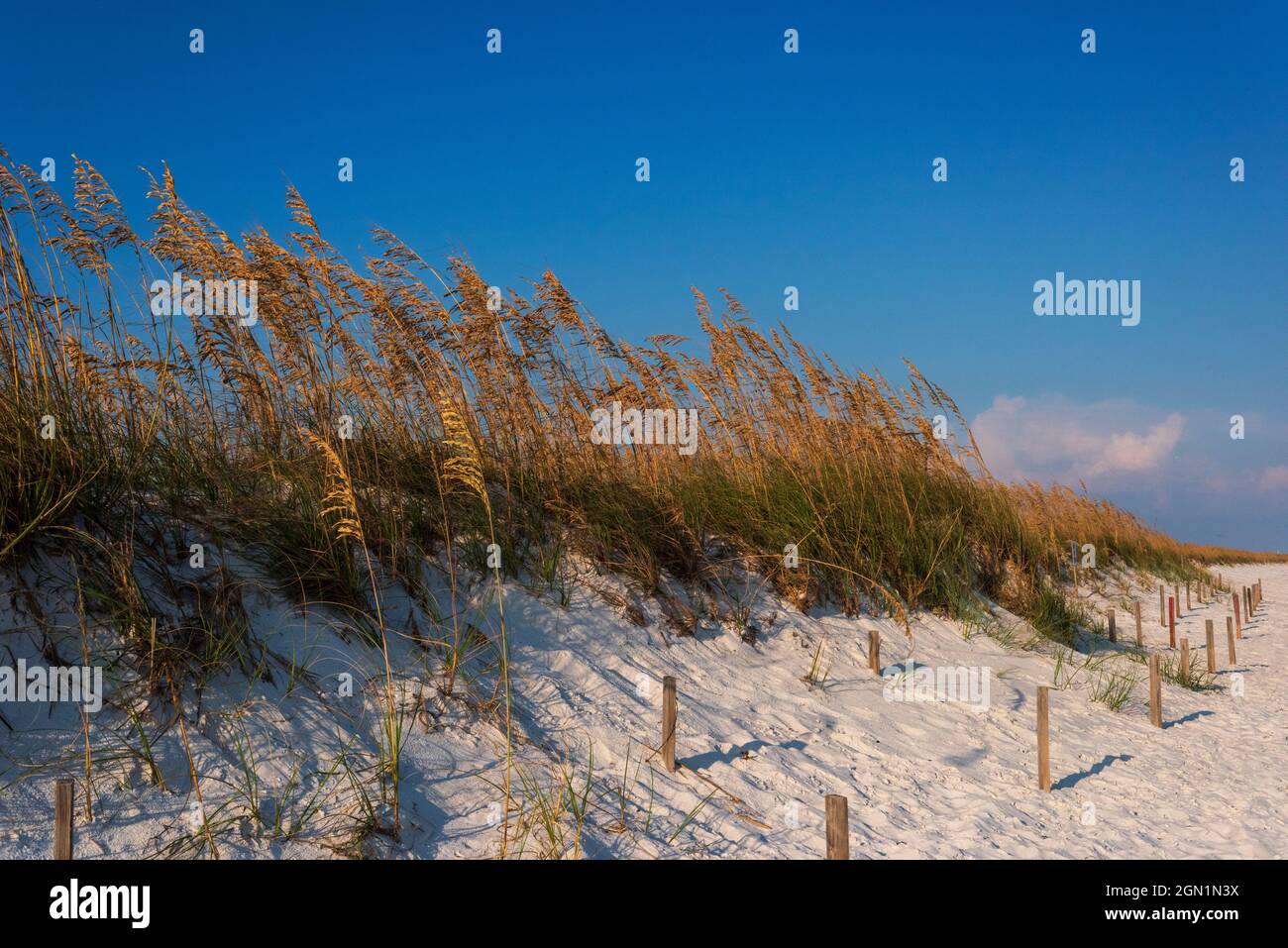 Beachsticks Piquets En Bois Permettant D’ancrer Votre