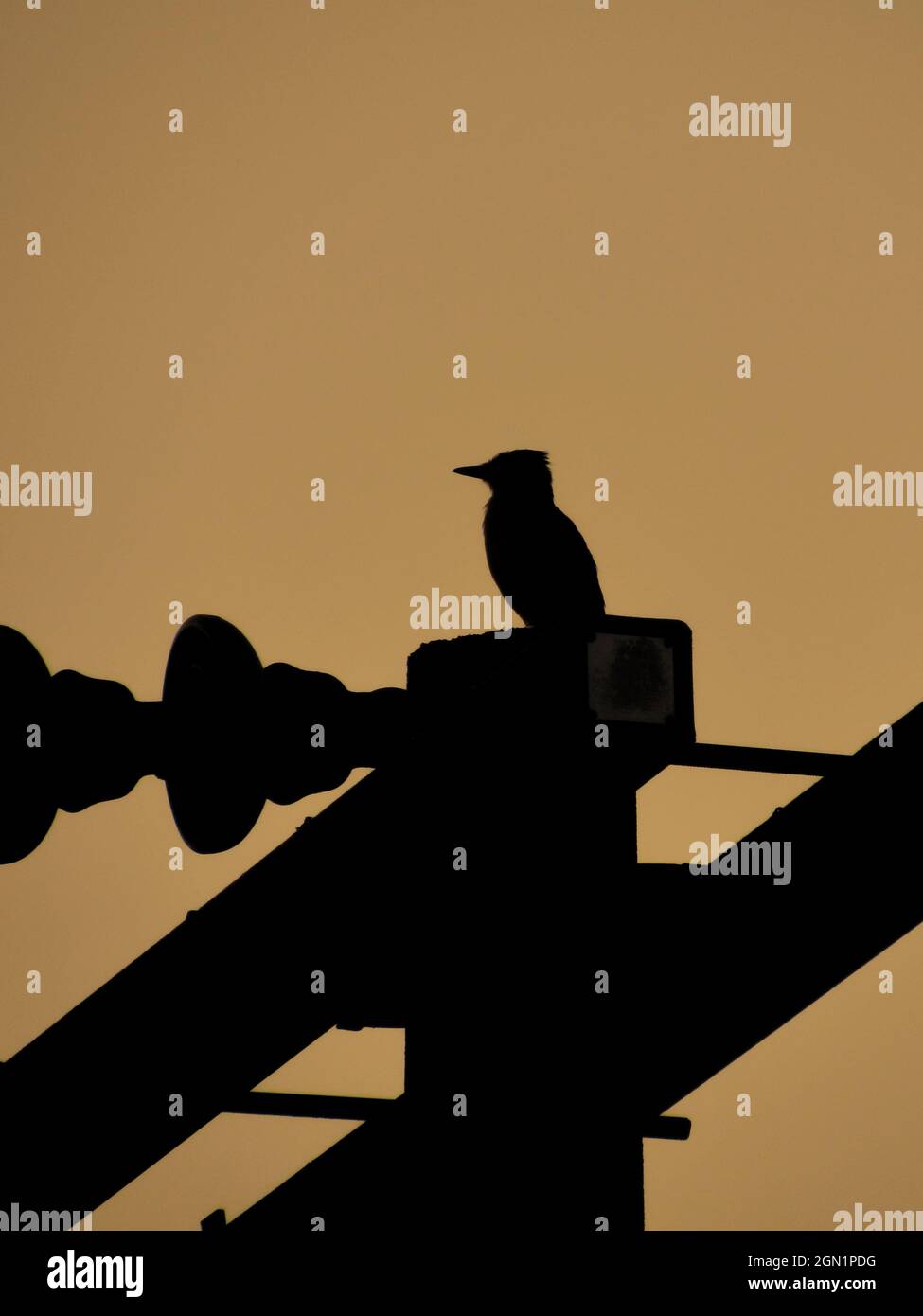 Silhouette d'un oiseau connu sous le nom de Grand Kiskadee (Pitangus sulfuratus), perché sur un poteau électrique sous le ciel du soir. Banque D'Images